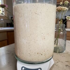 Active bubbly culture in clear glass jar