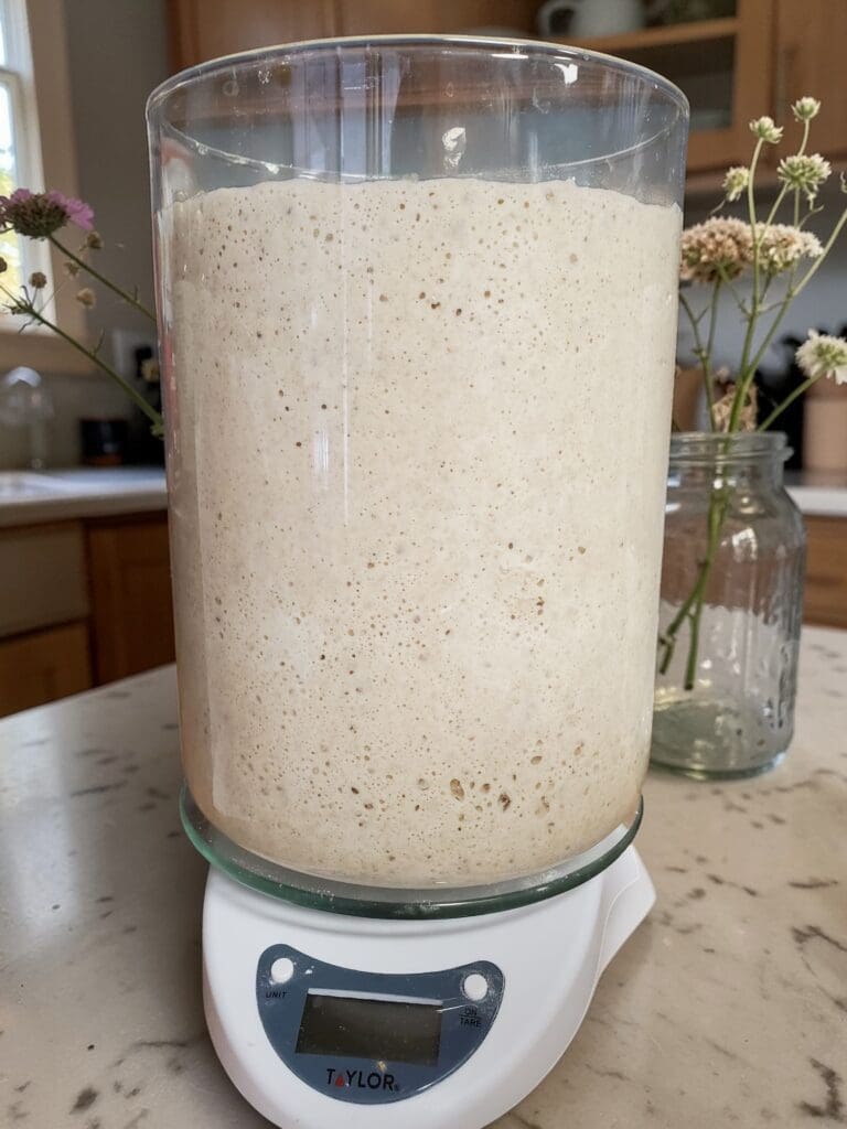Active bubbly culture in clear glass jar