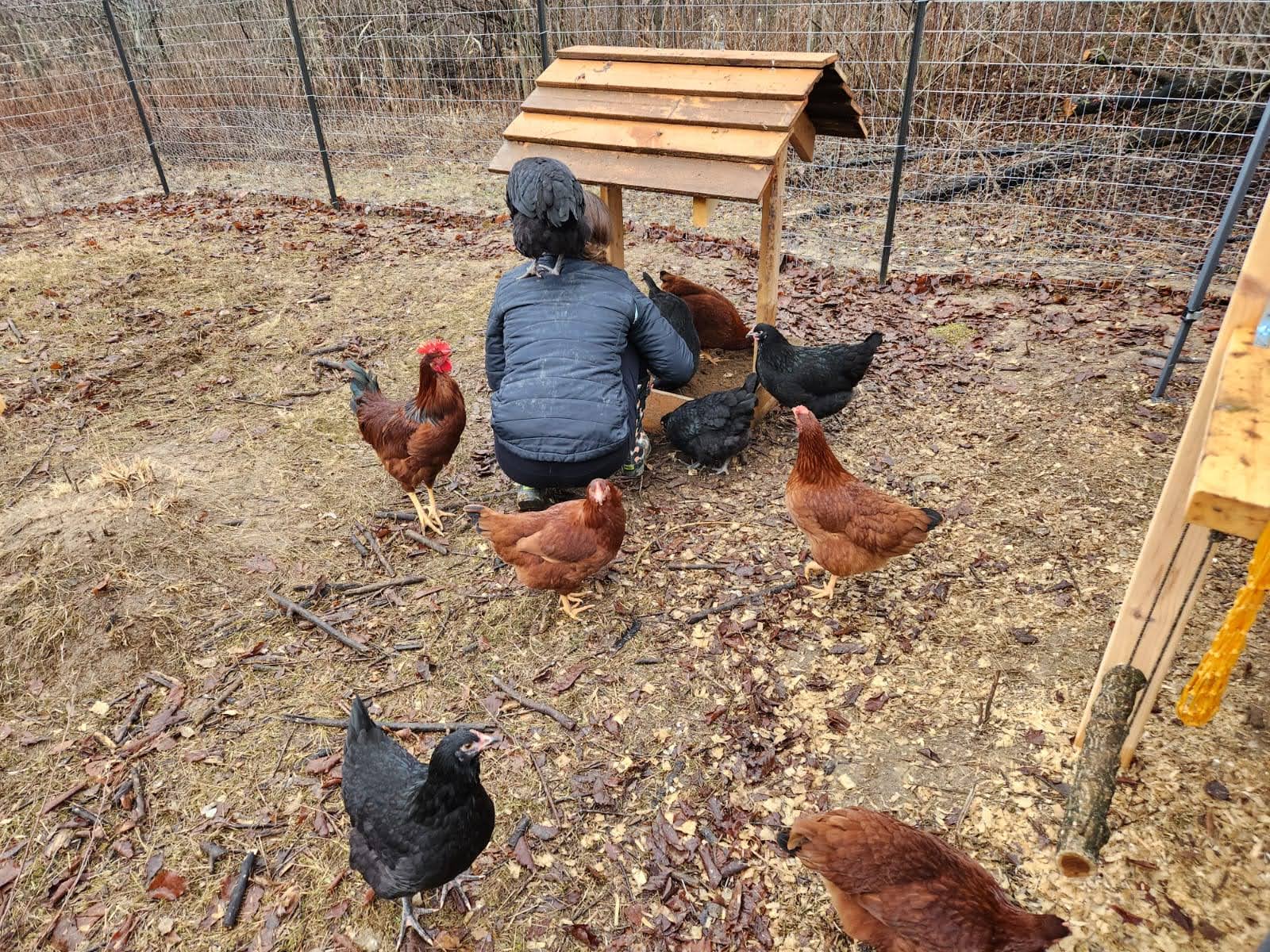 Person feeding chickens near a wooden shelter.
