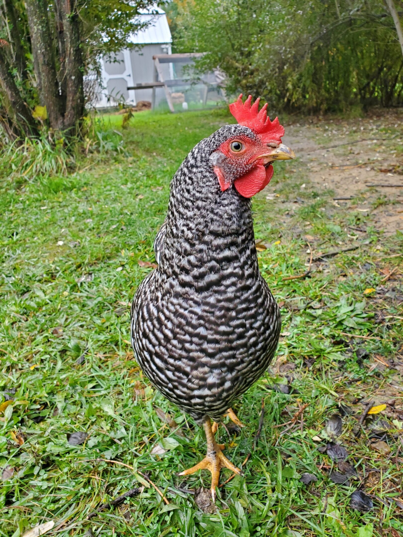 Barred rock chicken standing on grassy ground.