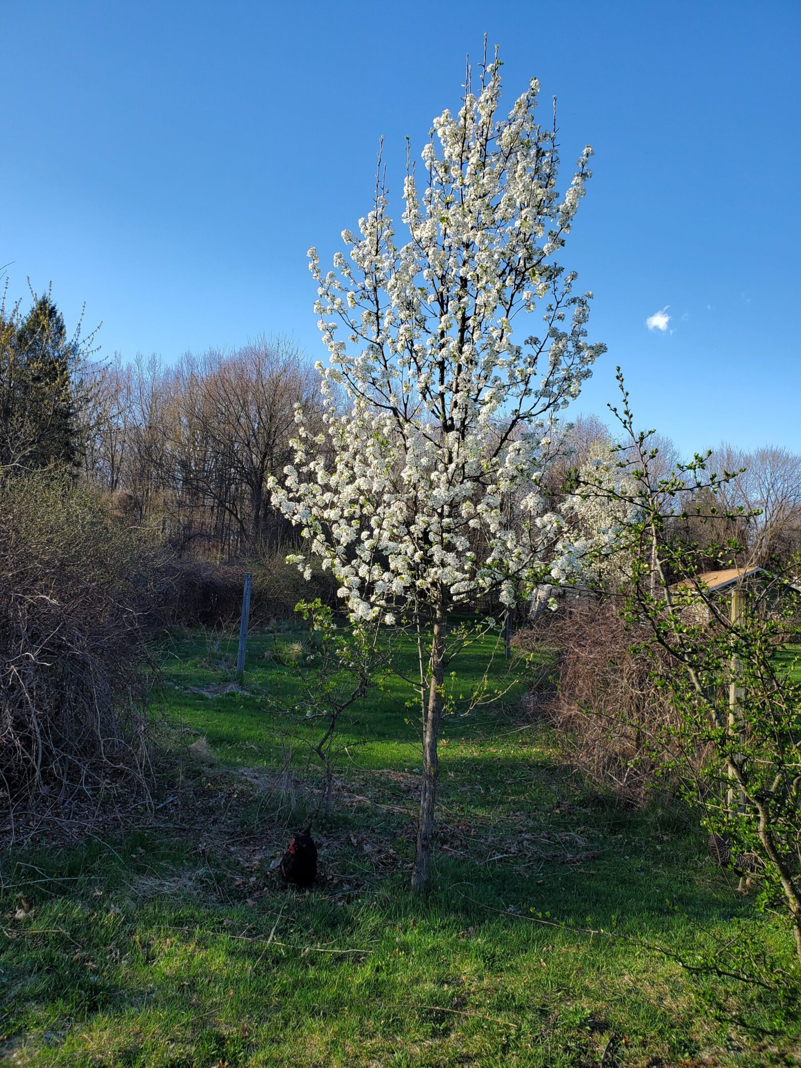 Blossoming tree in a grassy landscape.