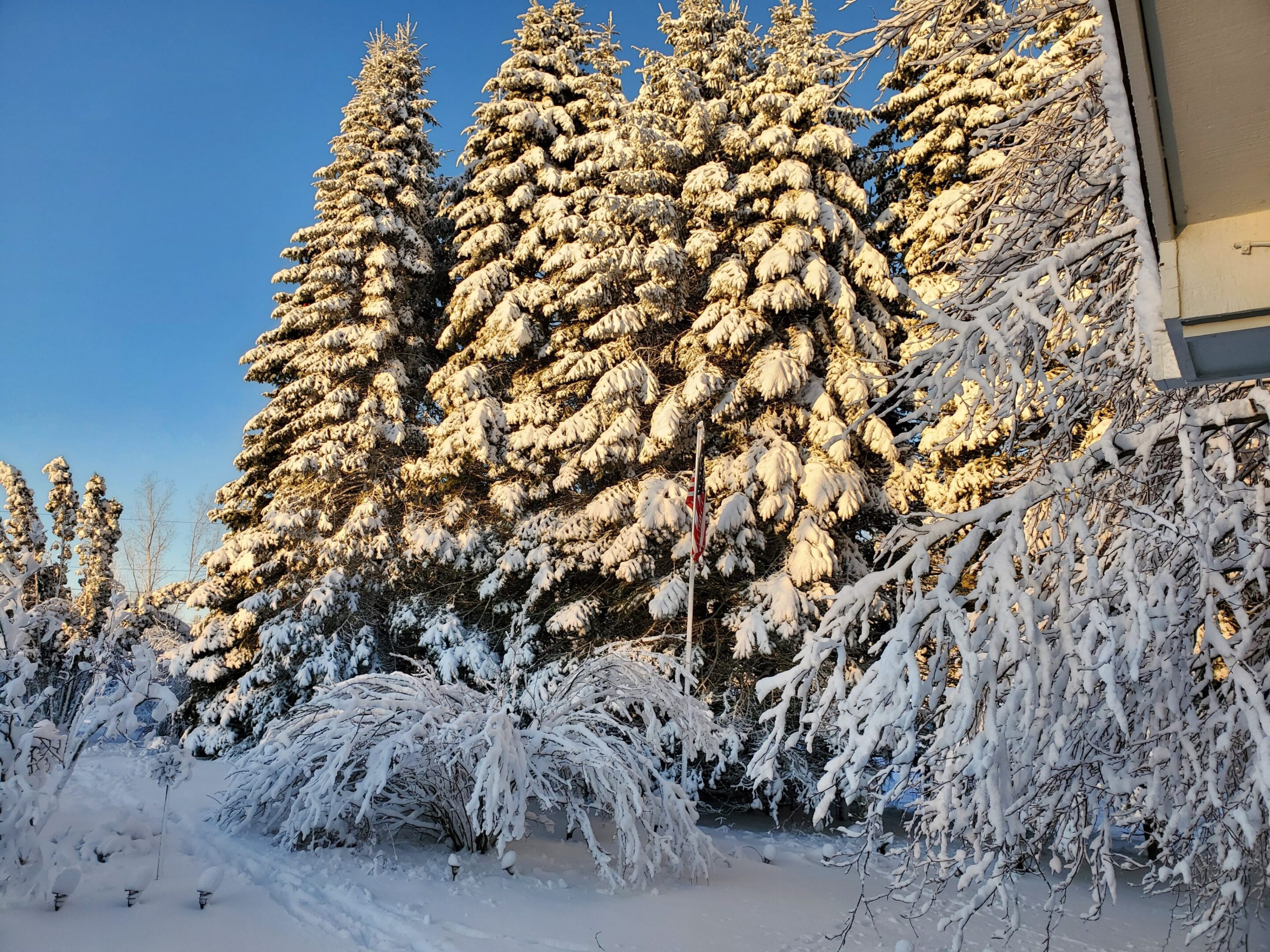 Snow-covered trees under clear blue sky.