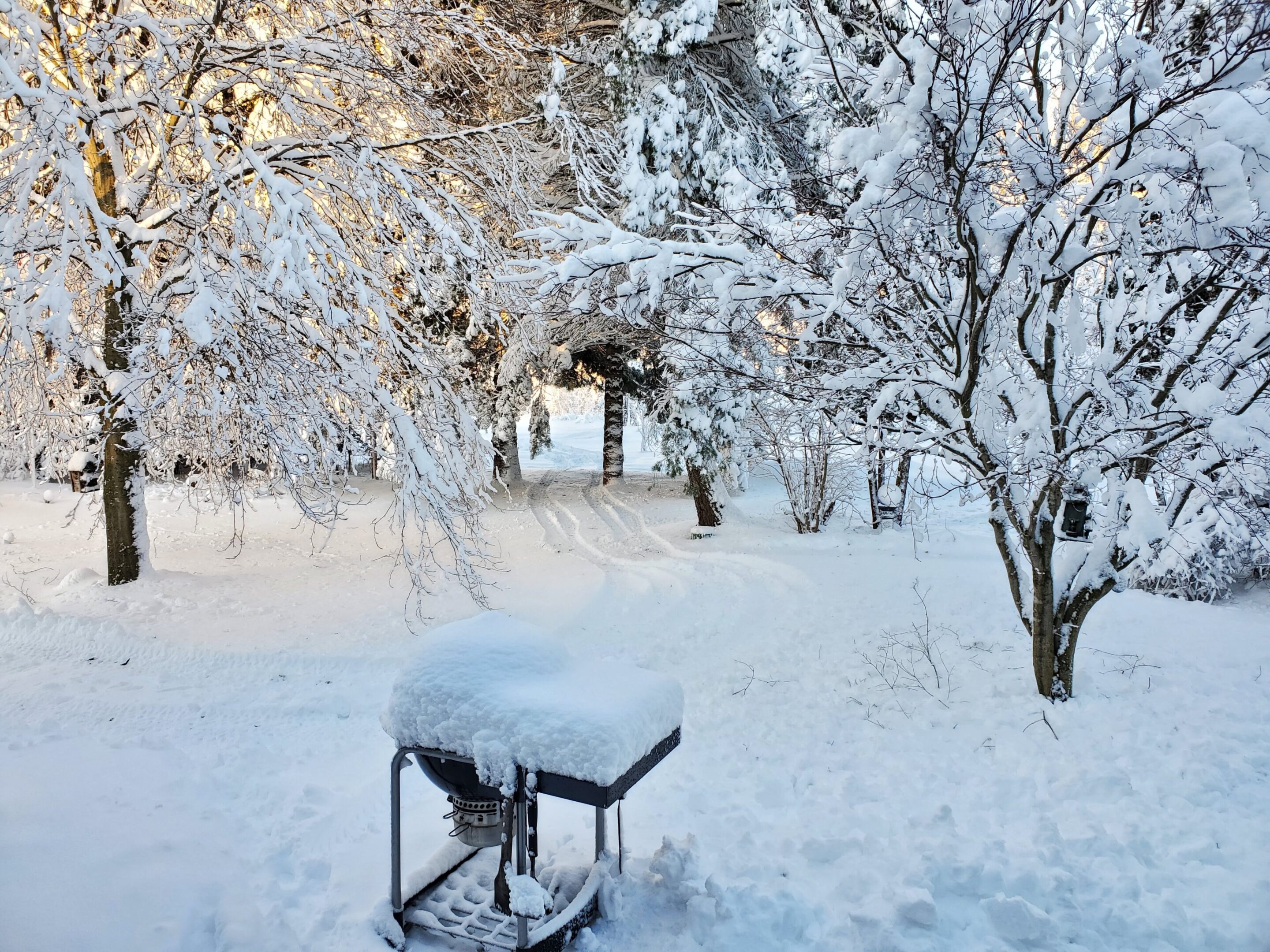 Snow-covered trees and barbecue in winter landscape.