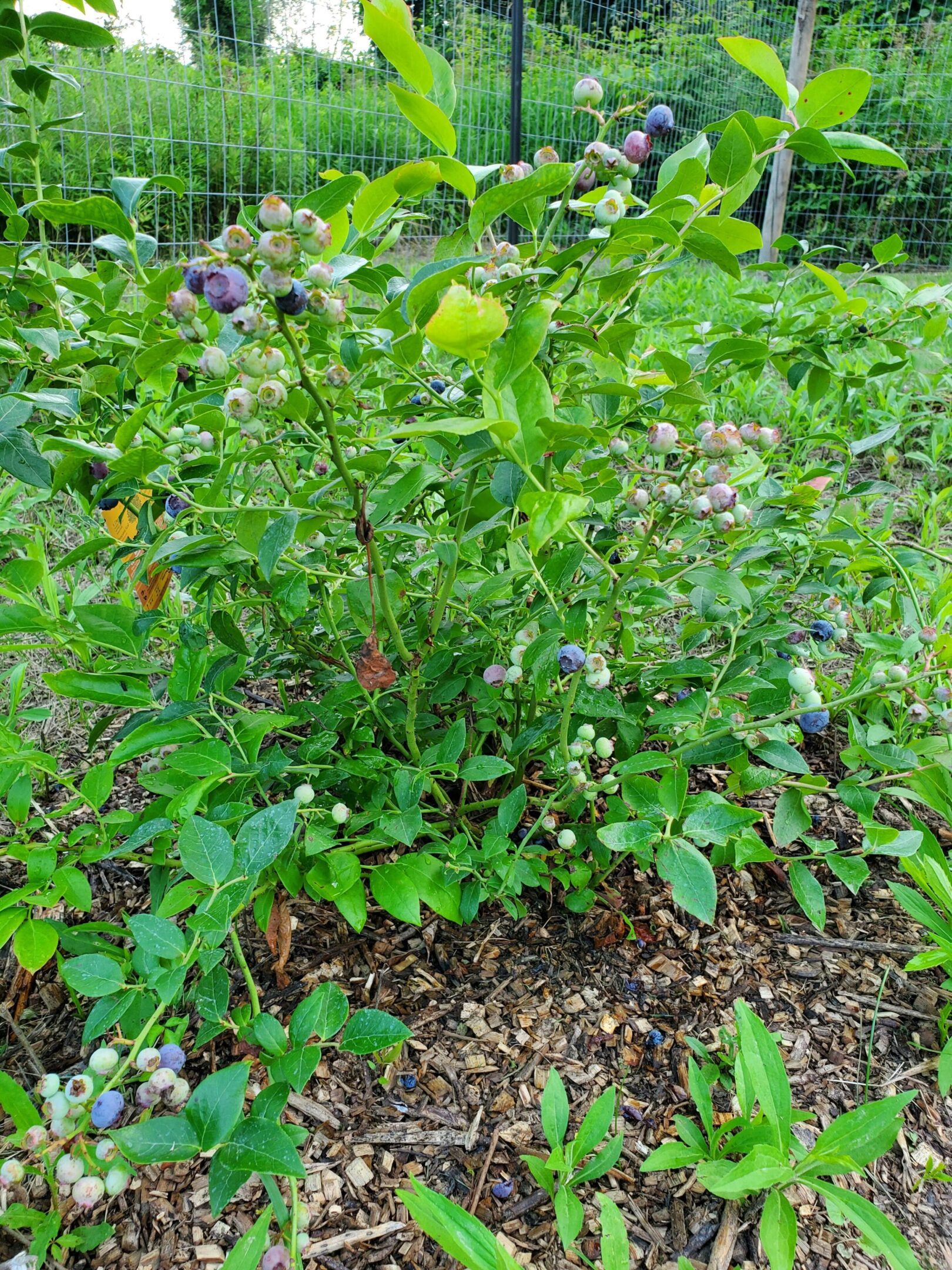 Blueberry bush with ripening berries outdoors.
