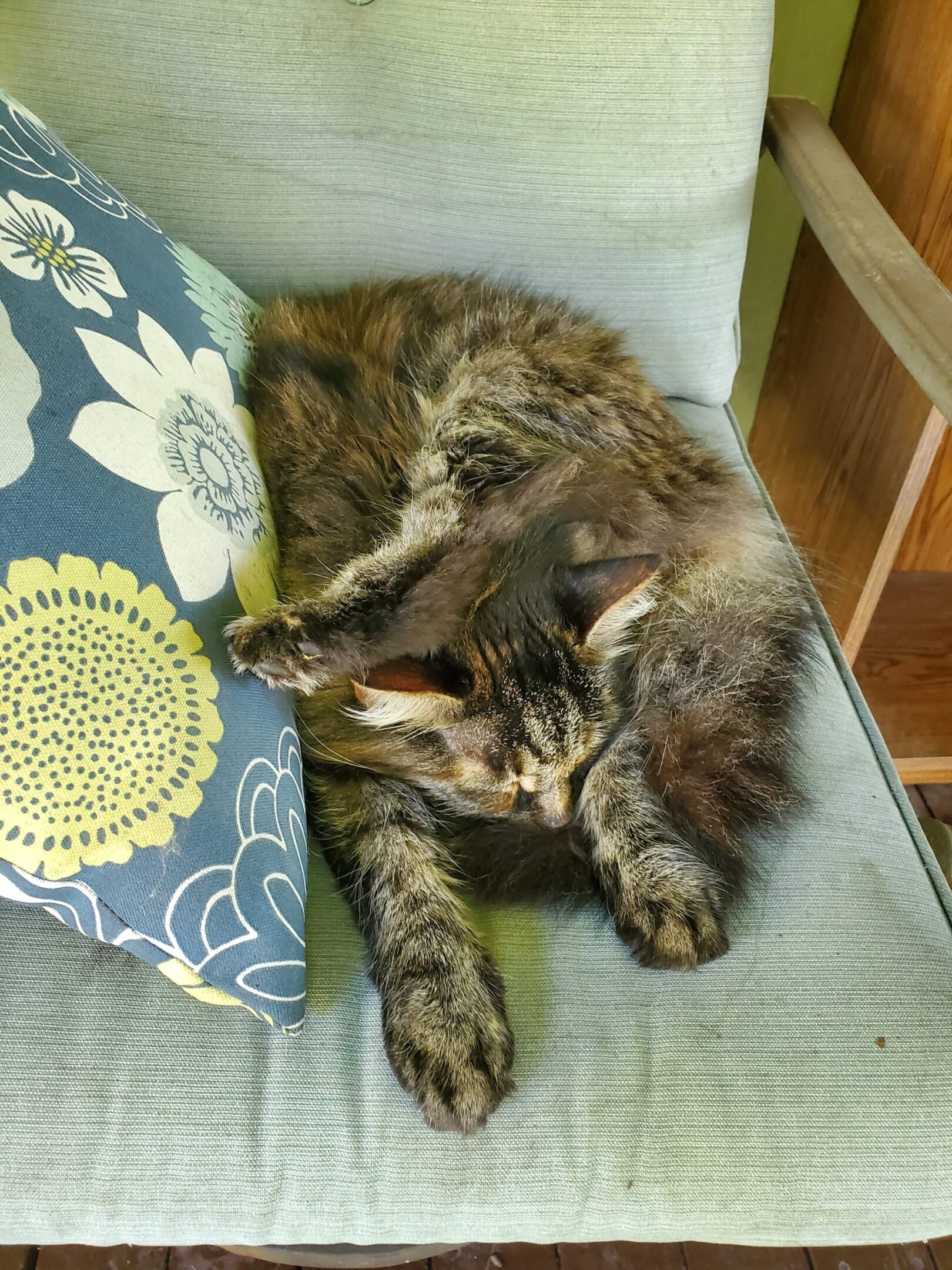 Cat sleeping on chair with floral pillow.