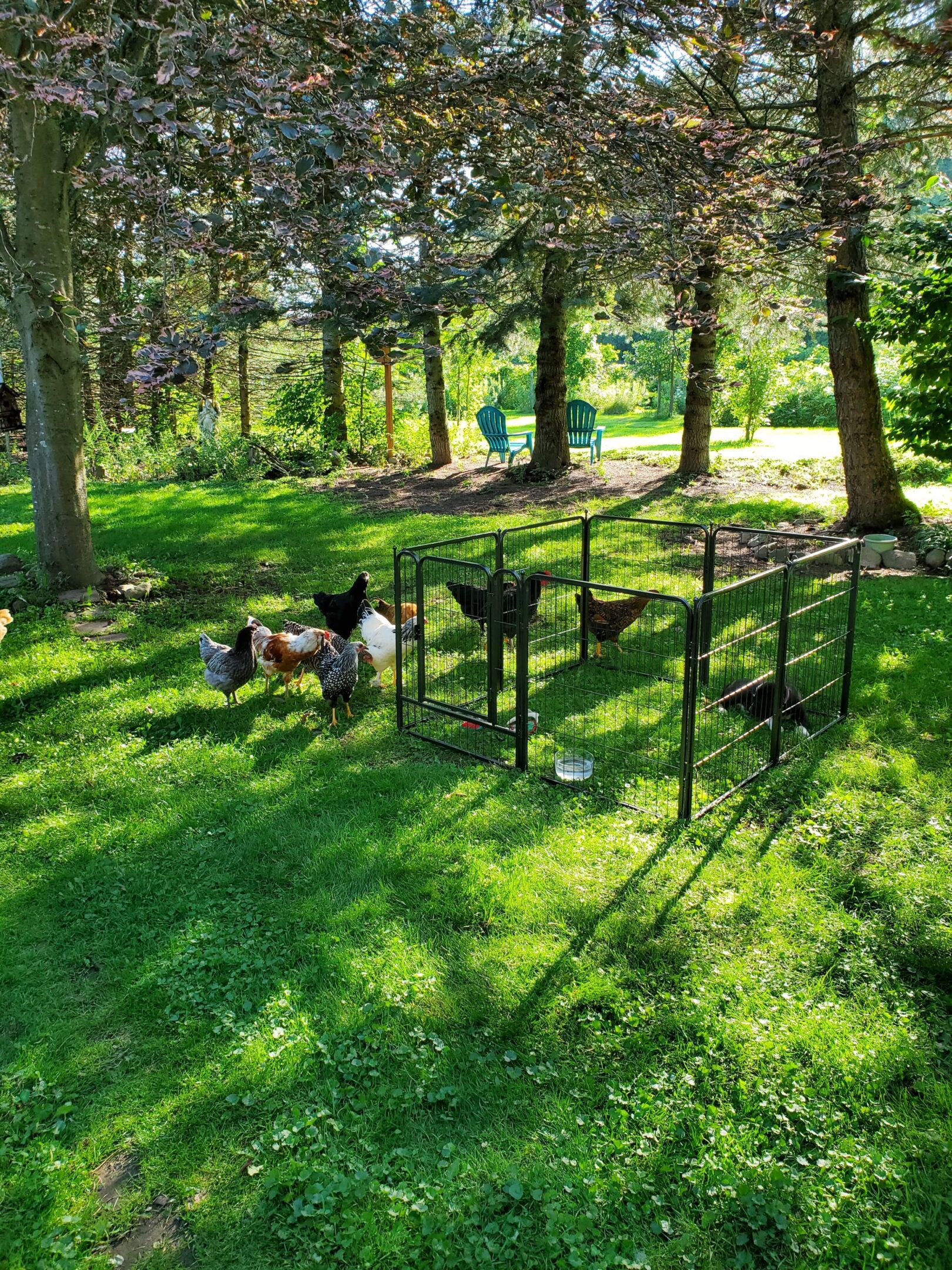 Chickens roaming near cage on grassy field.