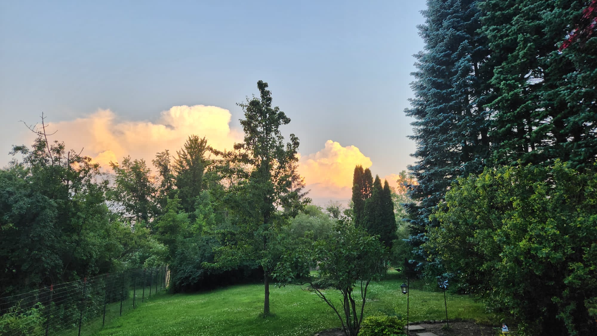 Trees and sunset clouds in a garden.