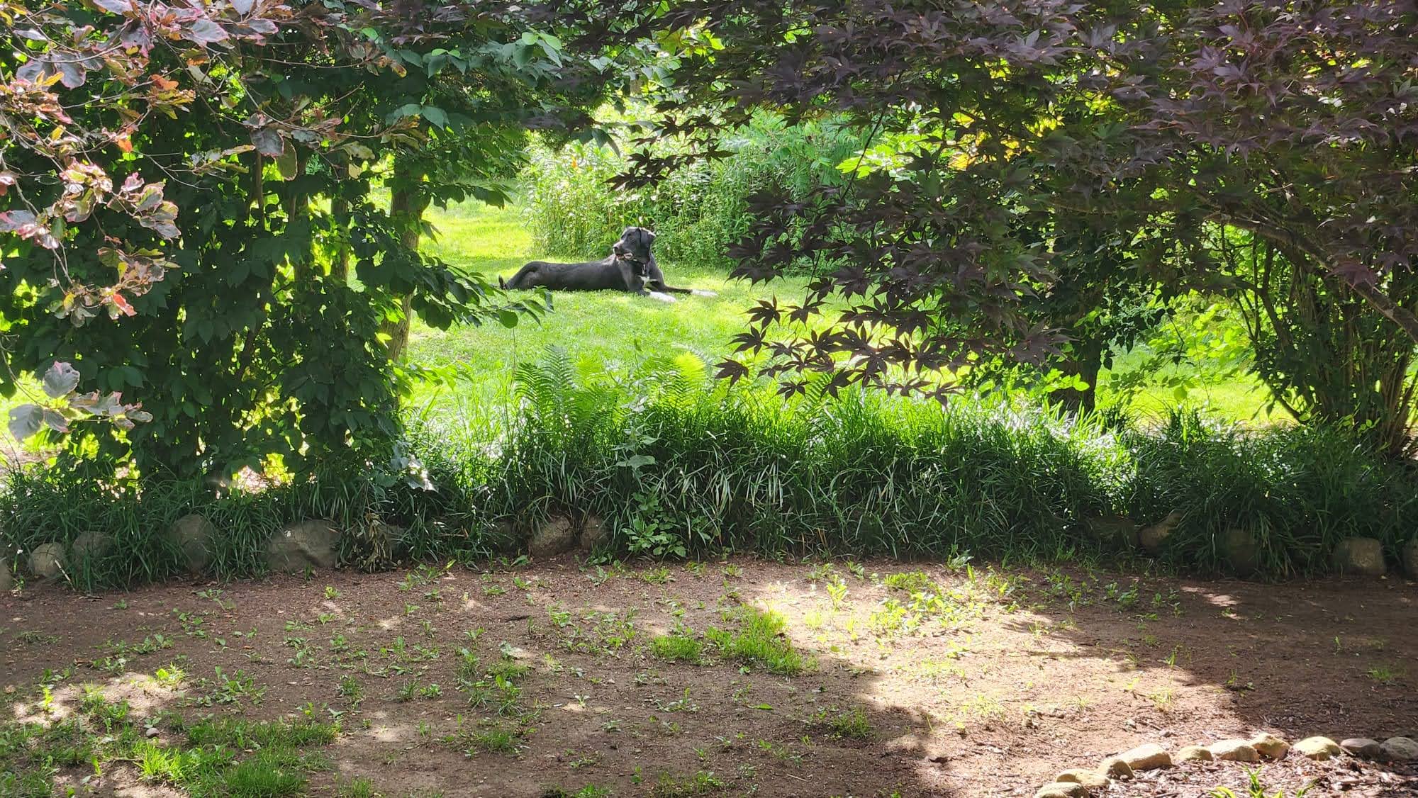Dog lying on grass in garden.