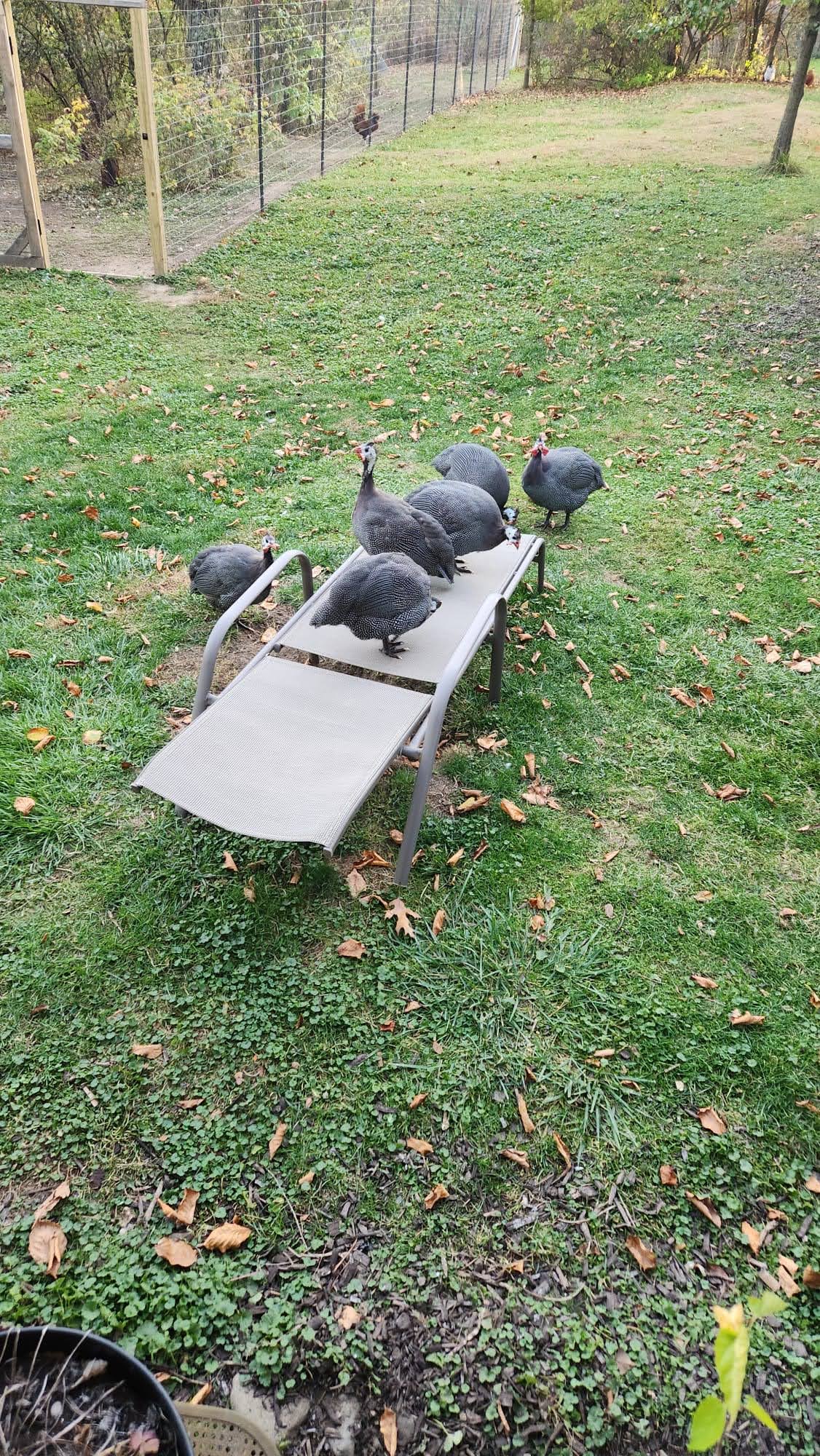 Guinea fowls perched on outdoor lounge chair.