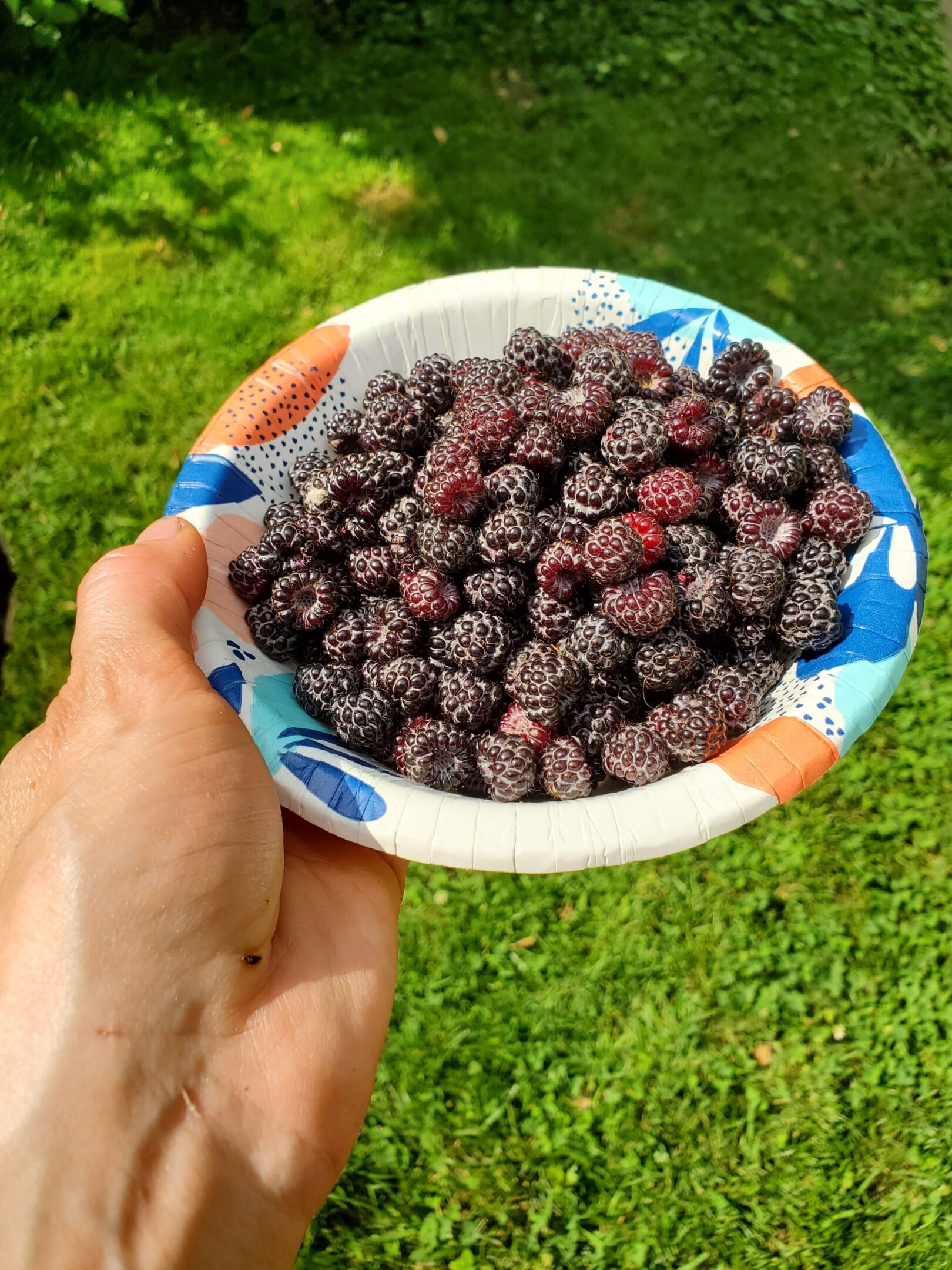 Hand holding bowl of fresh blackberries outdoors.