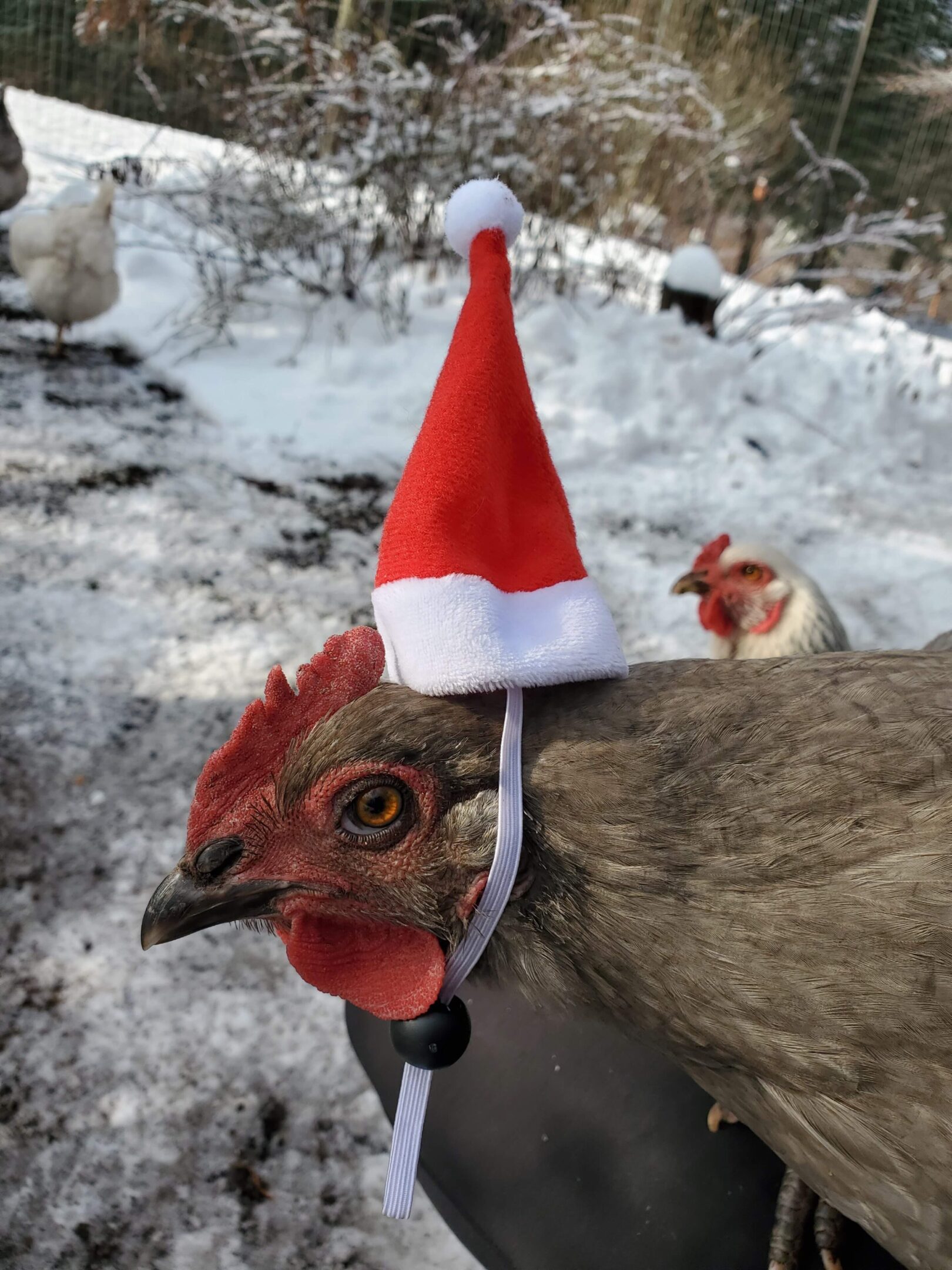Chicken wearing Santa hat in snowy yard.