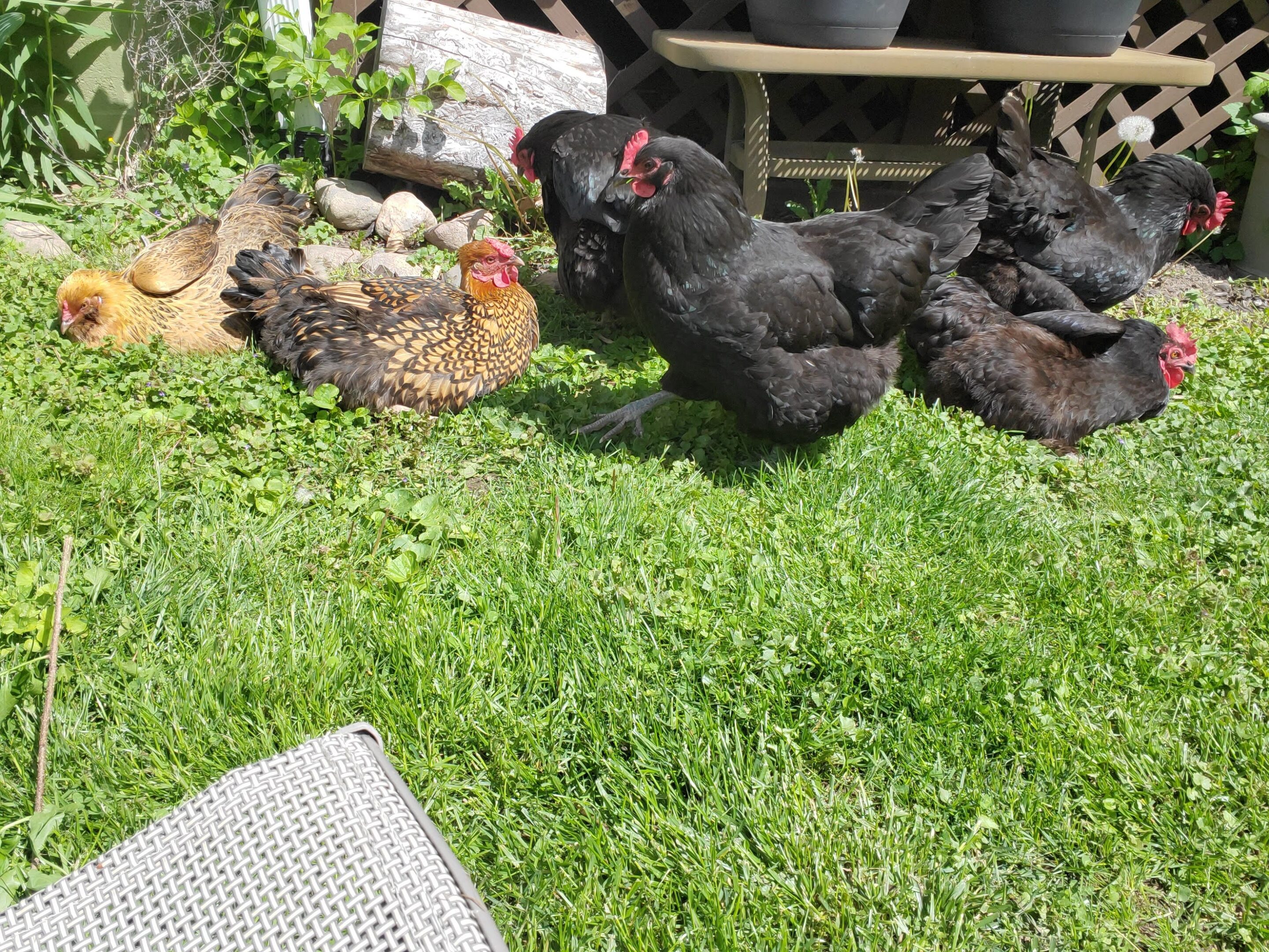 Chickens lounging on green grass outdoors.