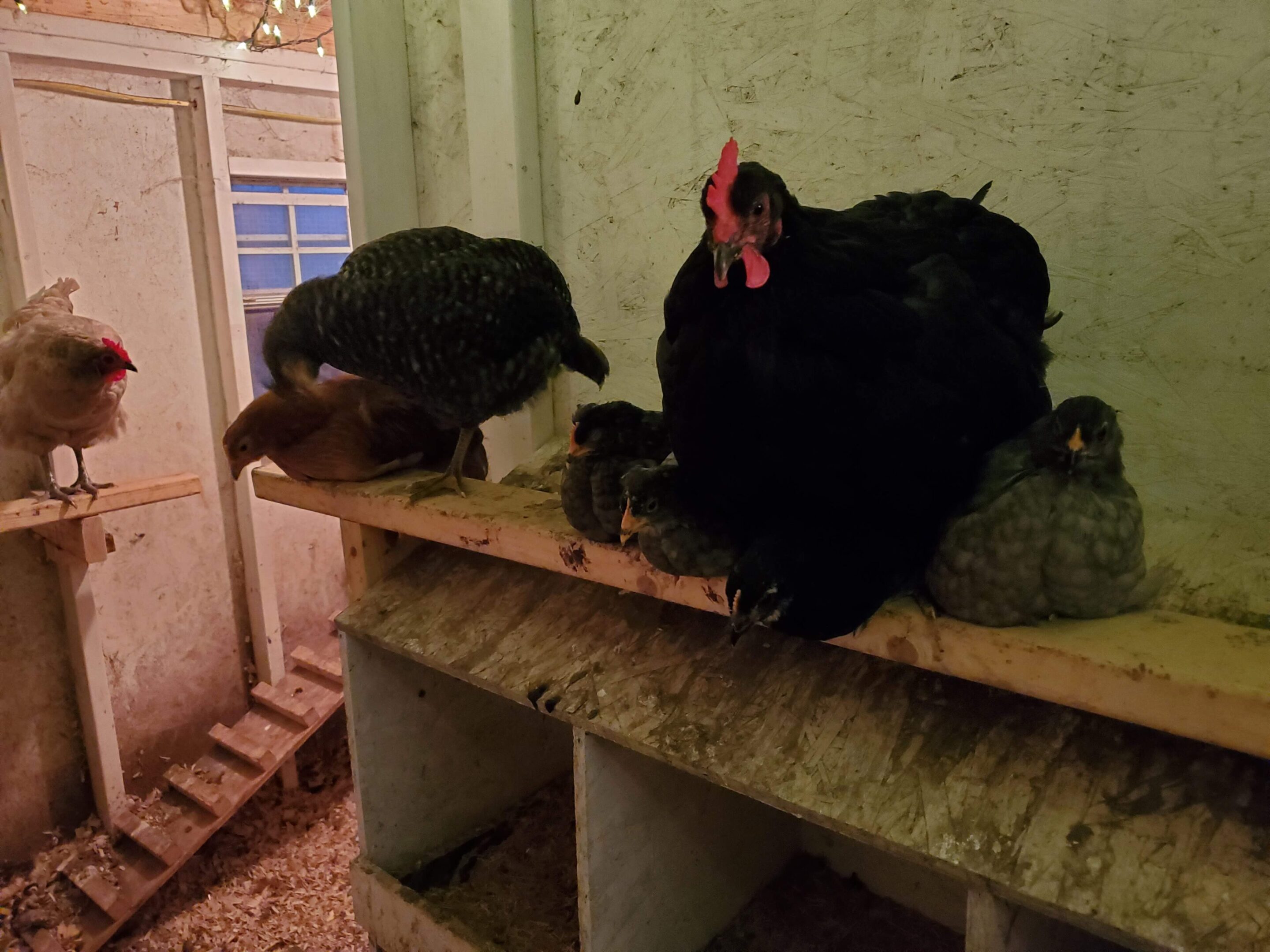Chickens perched inside a dimly lit coop.