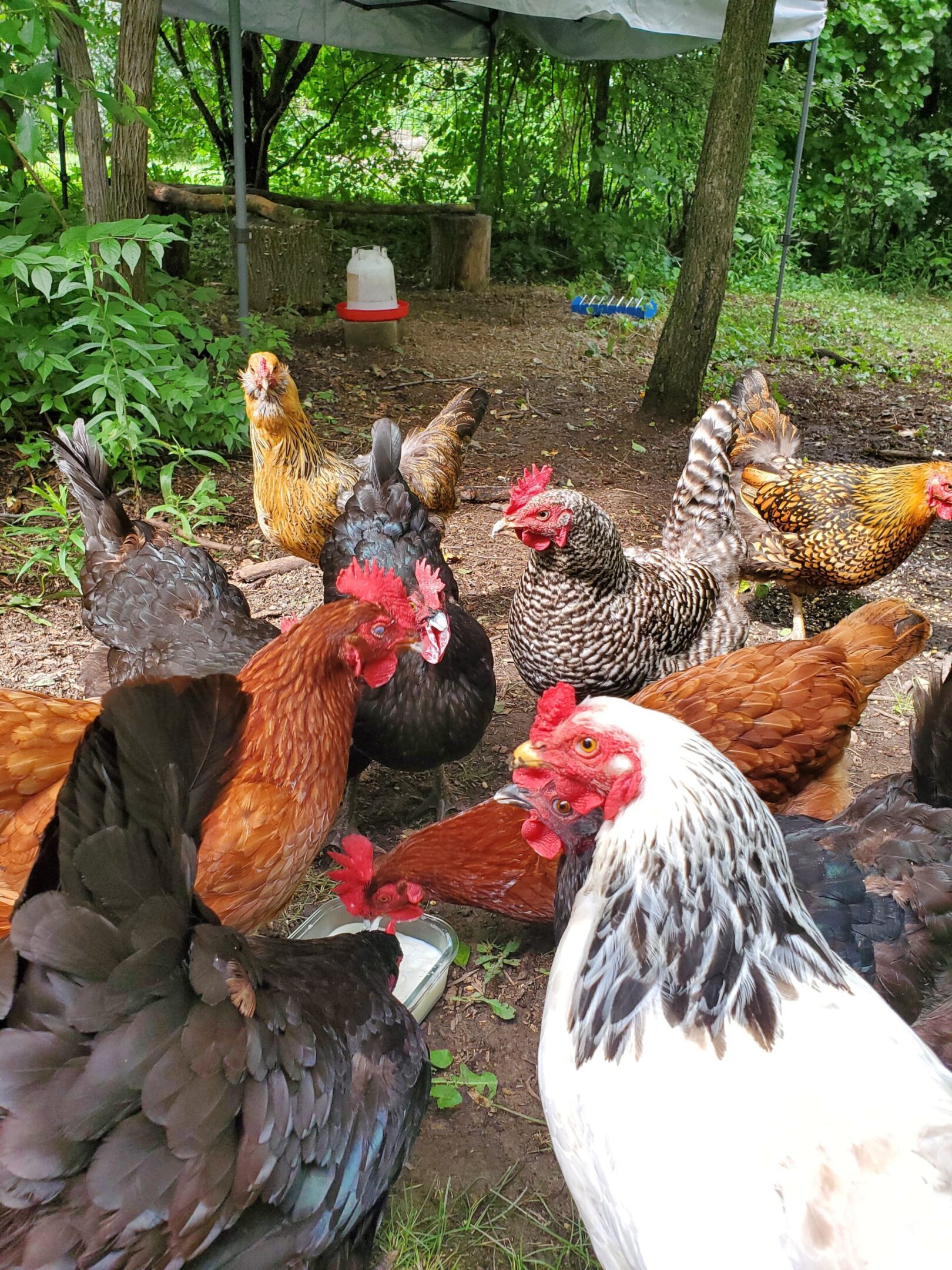 Chickens gathered outdoors under trees.