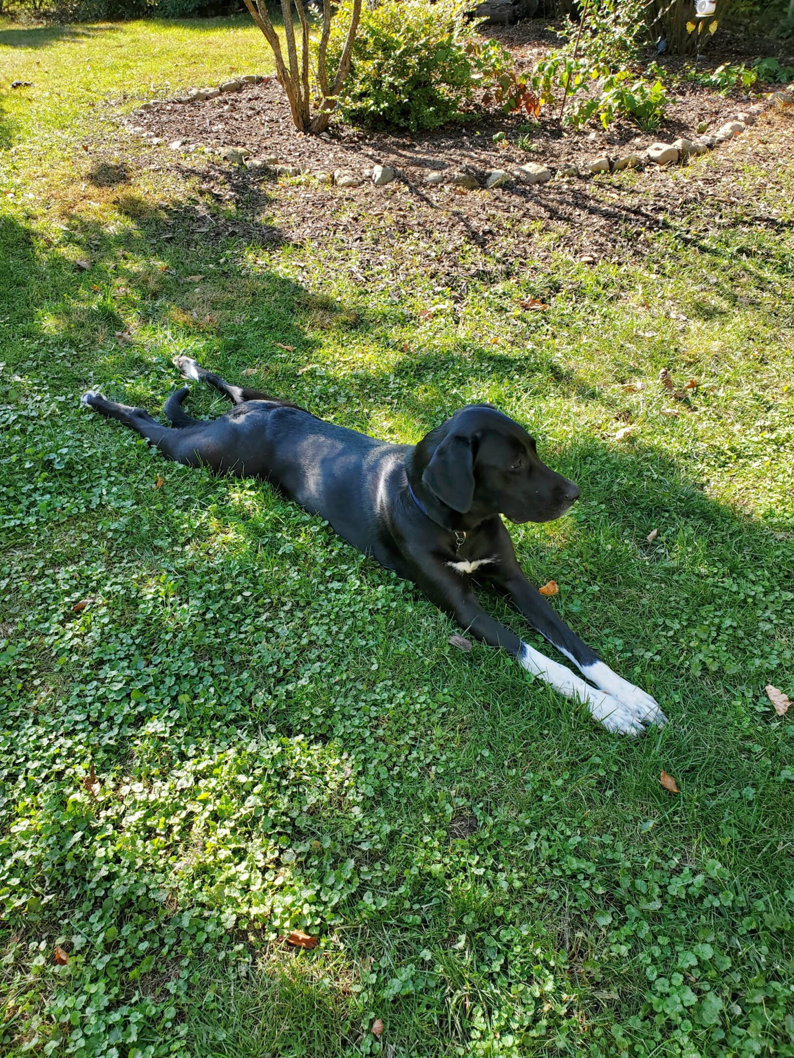 Black dog lying on grass in garden.