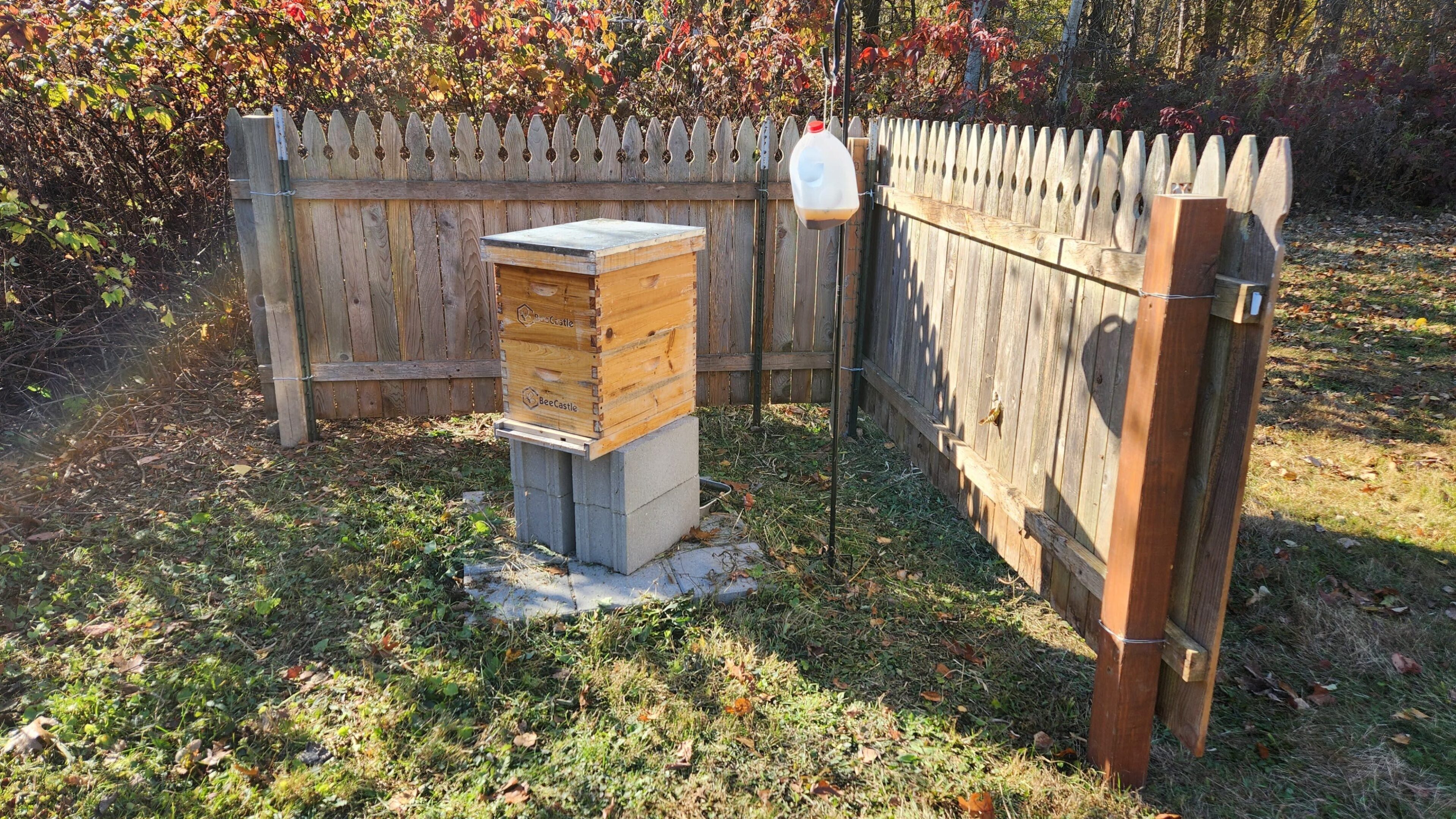 Beehive near wooden fence in backyard.