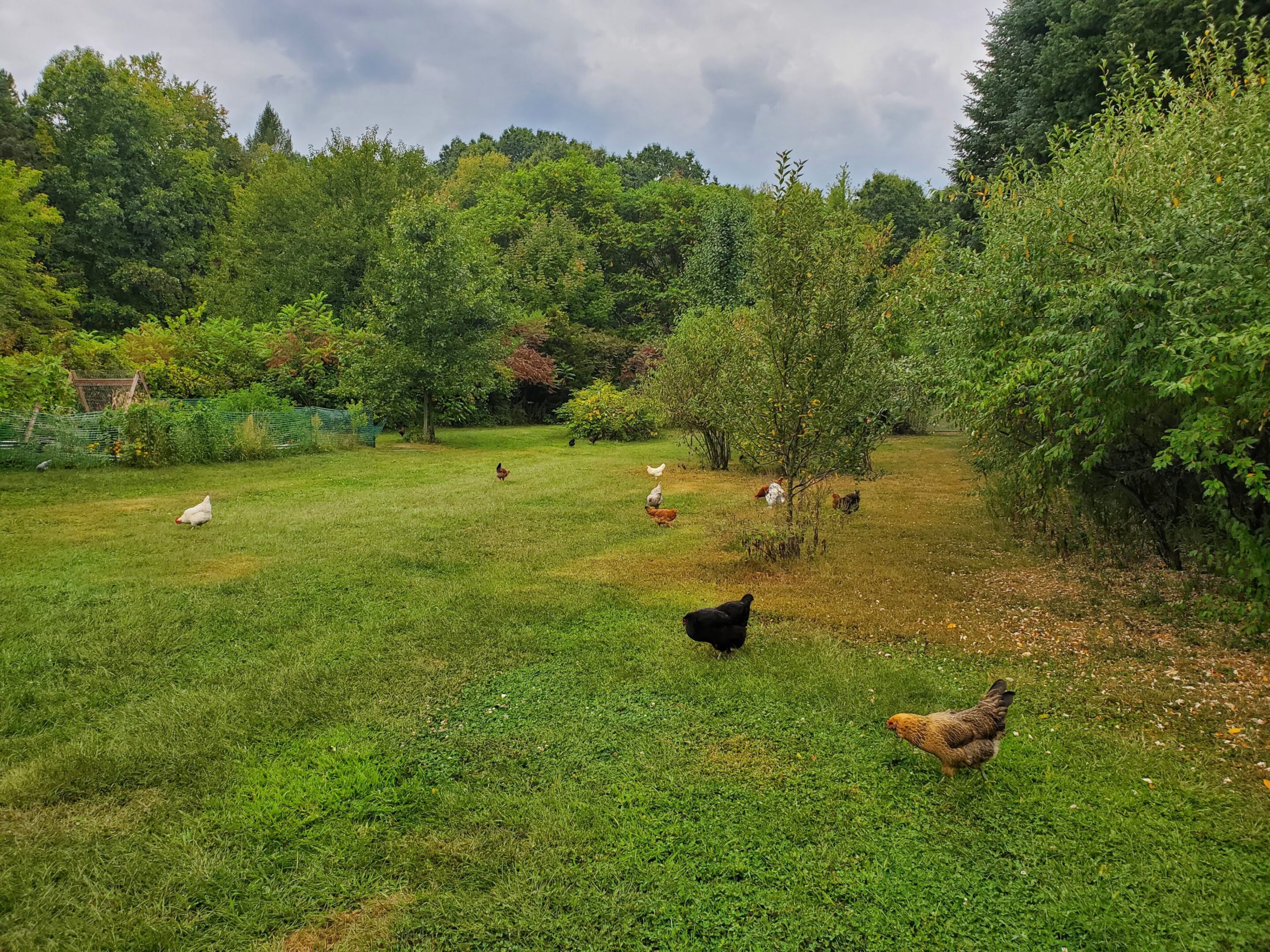 Chickens grazing in a grassy orchard.