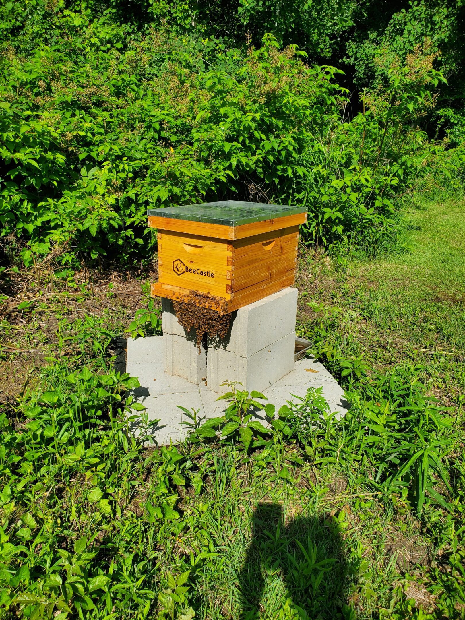 Beehive on concrete blocks surrounded by greenery.