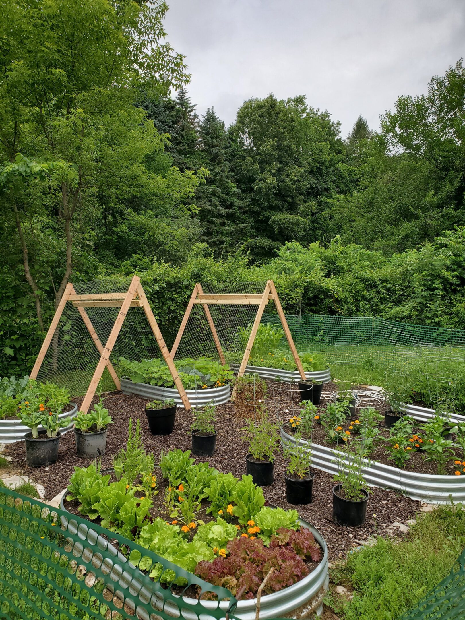 Raised garden beds with plants and trees.