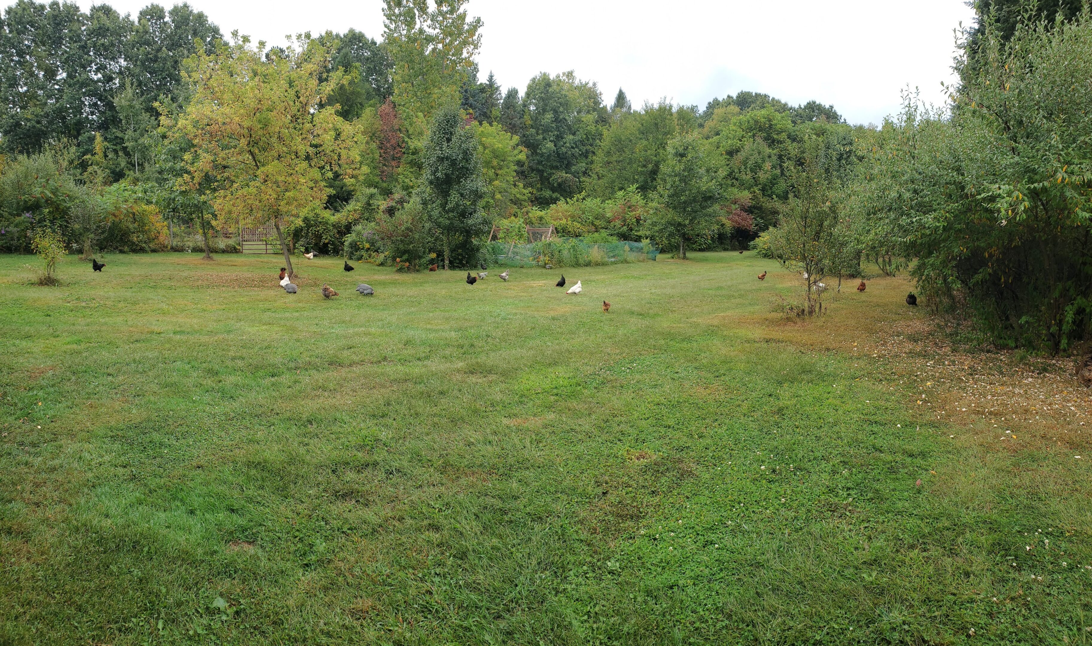 Open grassy field with scattered chickens.