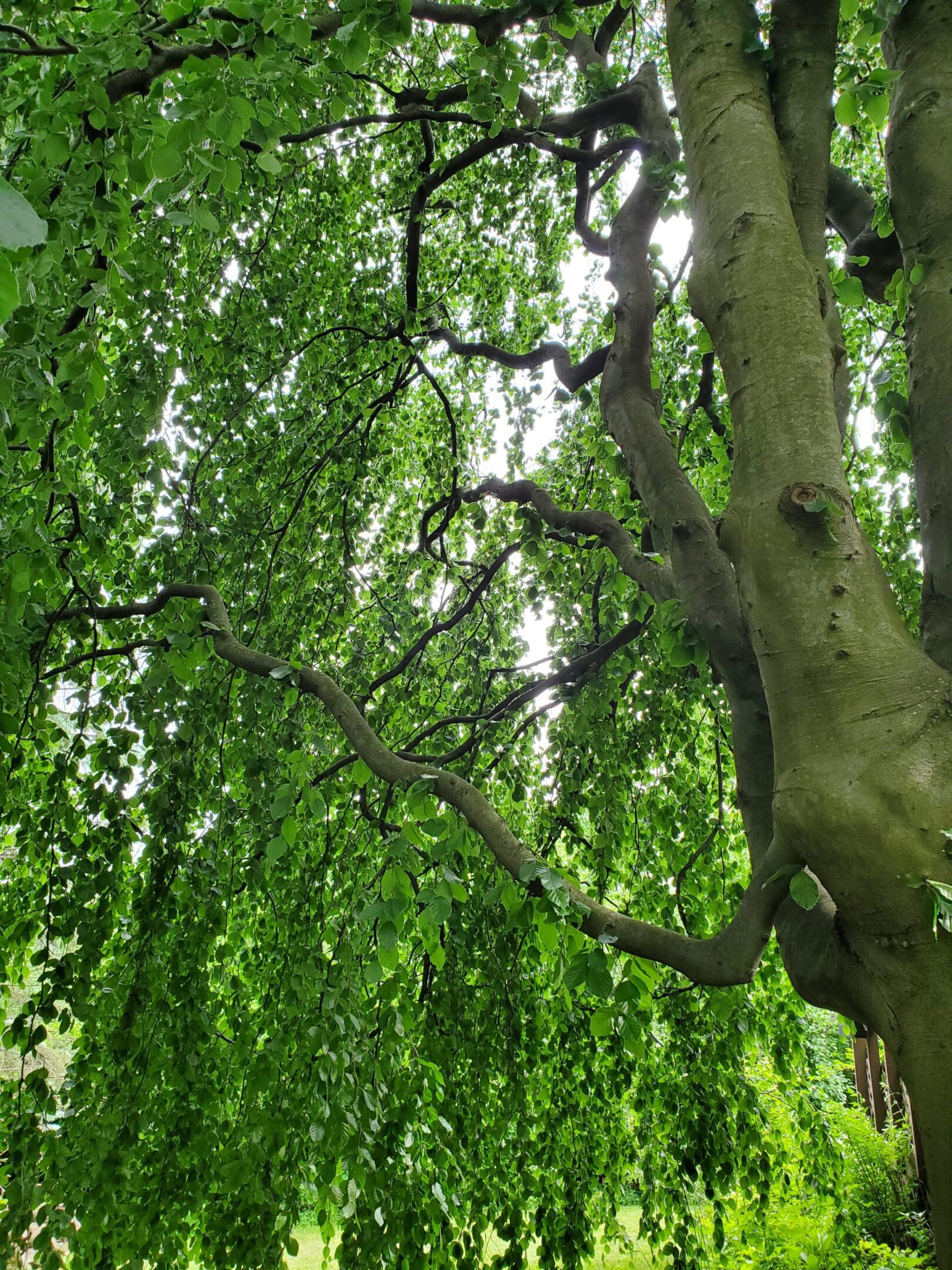 Lush green tree branches with hanging leaves.