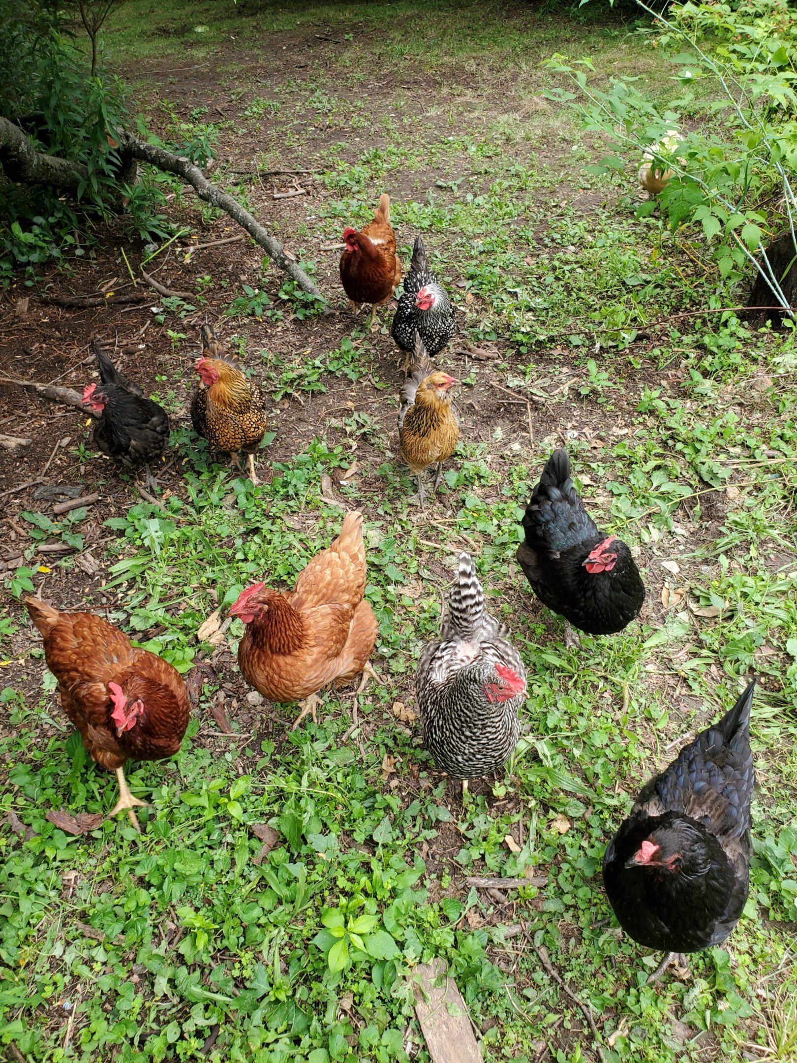 Chickens roaming freely on grassy field.