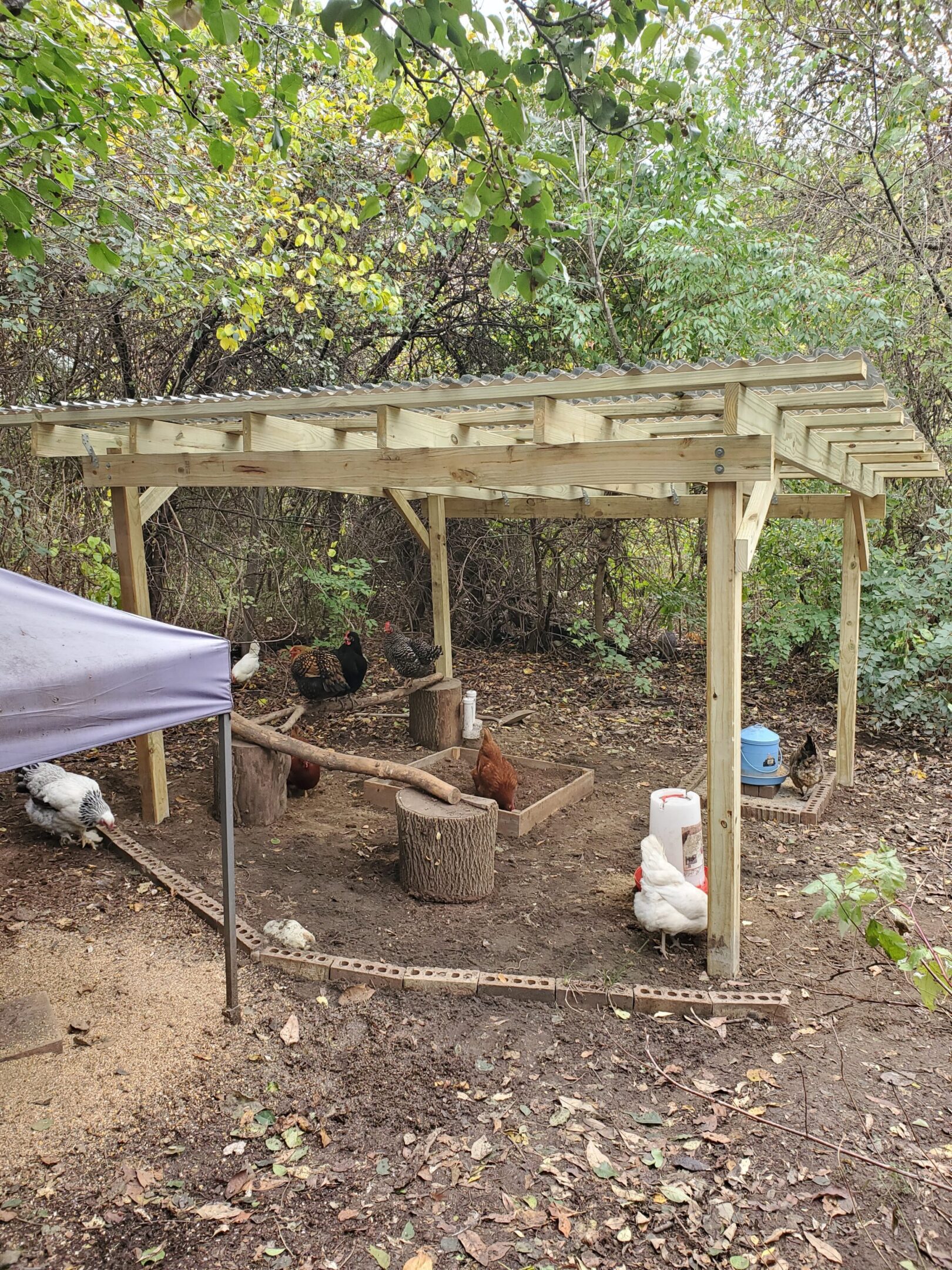 Chickens under a wooden shelter in forest.