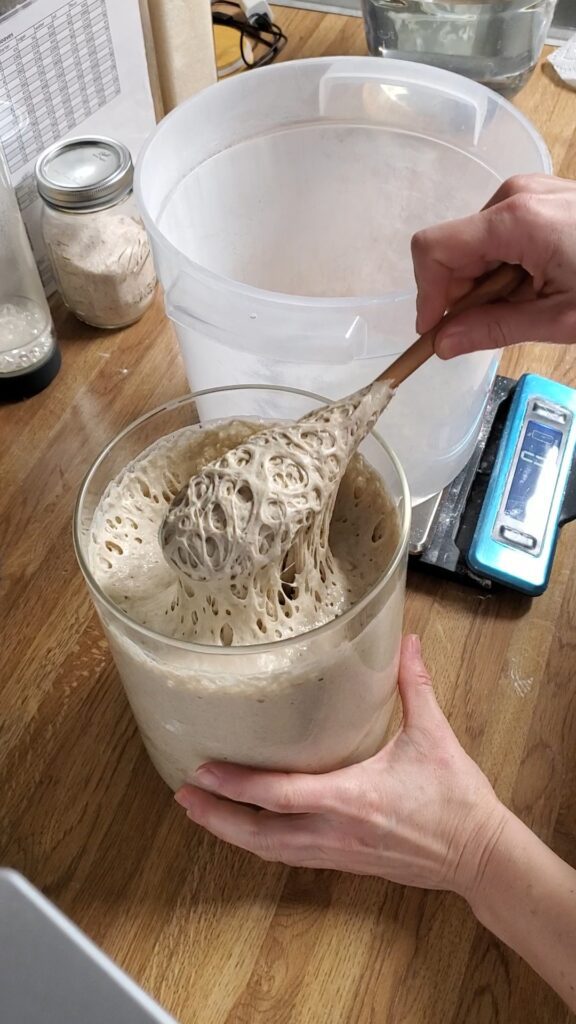 Sourdough Starter scoop