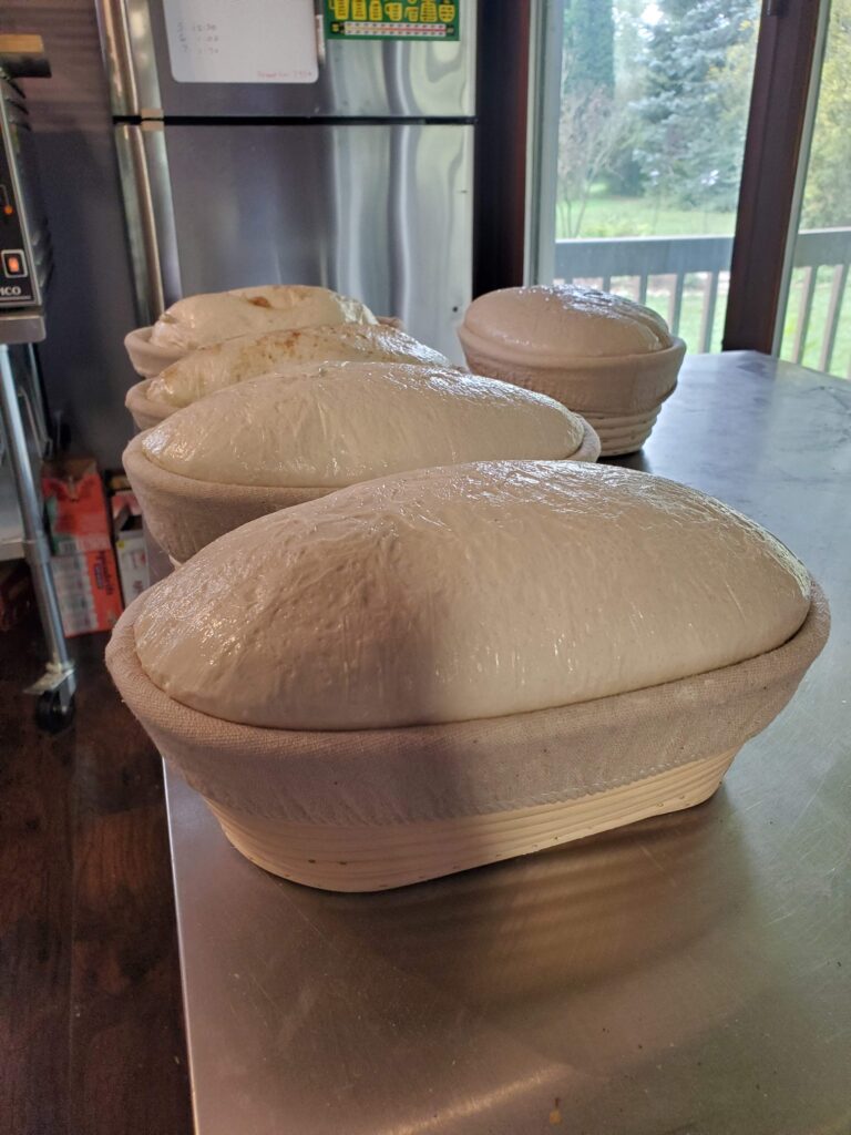 sourdough rise