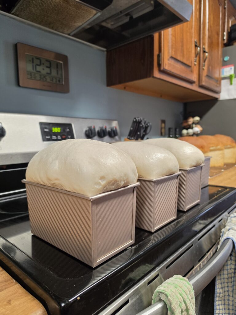 sourdough sandwich dough in pans