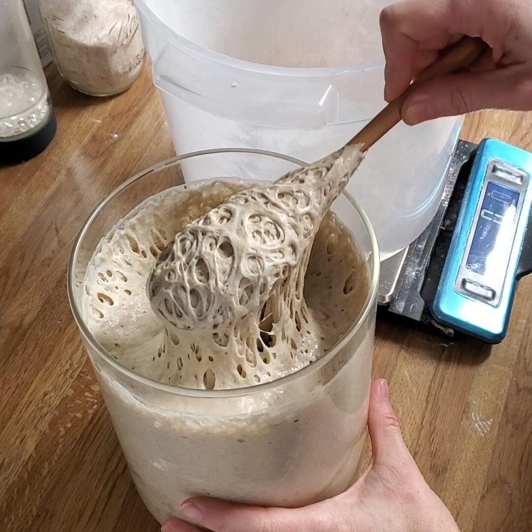 Sourdough Starter scoop