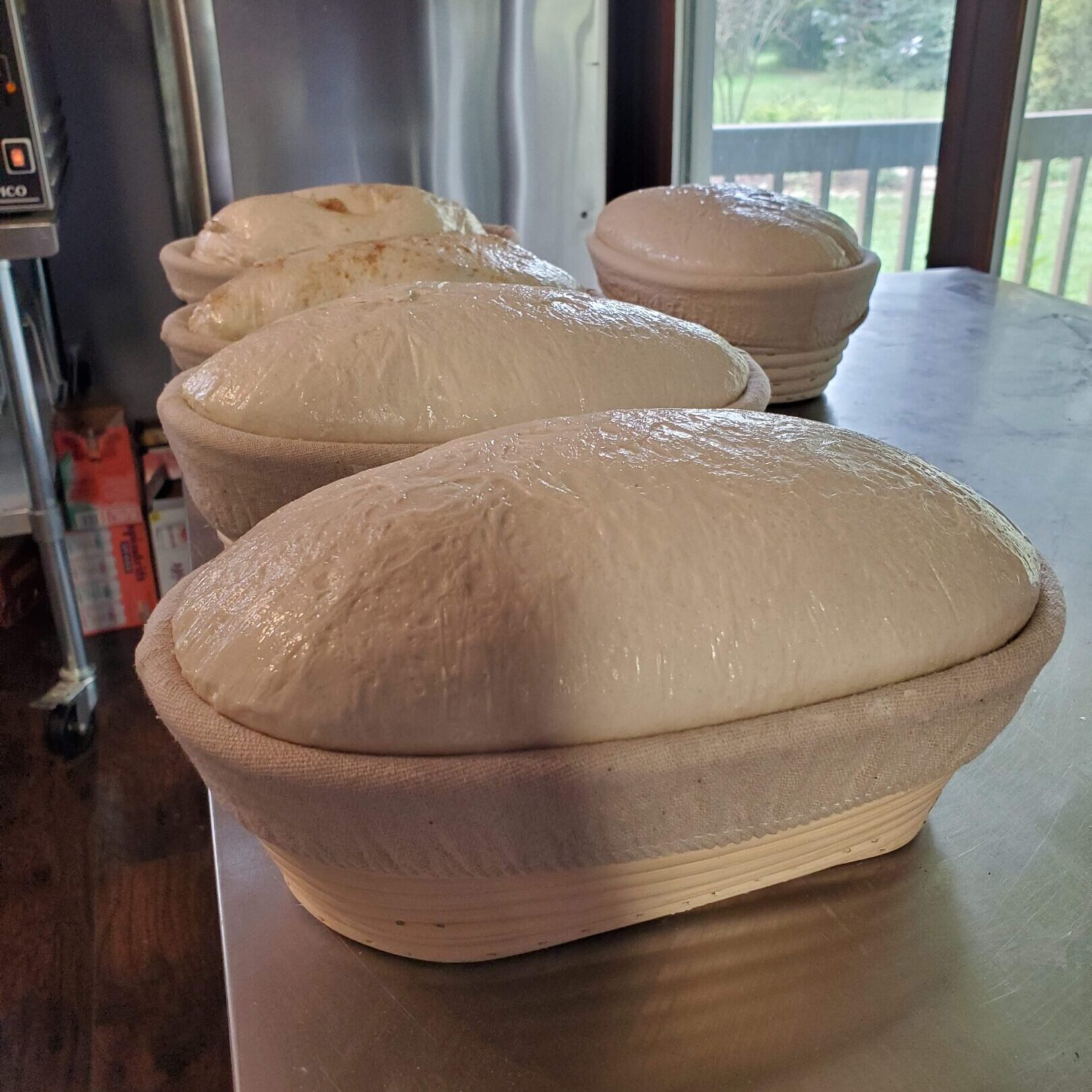 sourdough rise